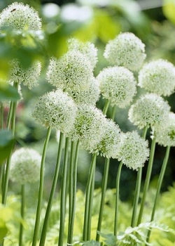 X   25 ALLIUM MOUNT EVEREST 20/+