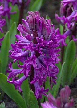 X   50 HYACINTHUS PURPLE SENSATION 15/16