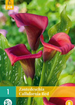 X   1 ZANTEDESCHIA CALLAFORNIA RED 14/16