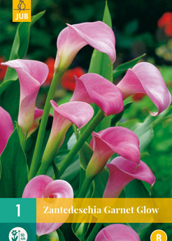 X   1 ZANTEDESCHIA GARNET GLOW 14/16