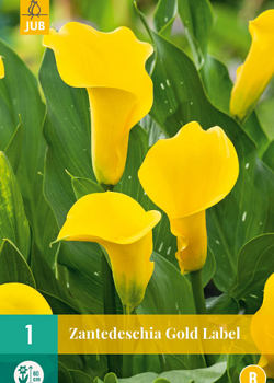 X   1 ZANTEDESCHIA GOLD LABEL 14/16