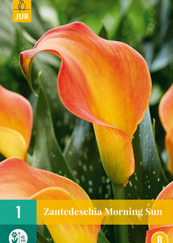 X   1 ZANTEDESCHIA MORNING SUN 14/16