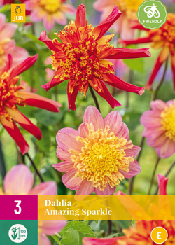 X 3 DAHLIA AMAZING SPARKLE I