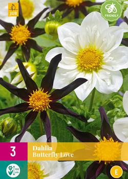 X 3 DAHLIA BUTTERFLY LOVE I