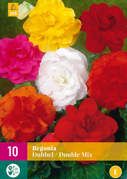 X 10 BEGONIA DOUBLE MIX 3/4