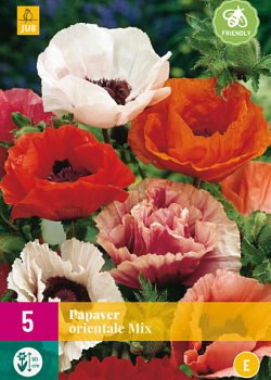 X 5 PAPAVER ORIENTALE MIX TOP