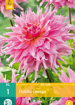 X 1 DAHLIA OMEGA I