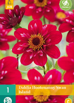 X 1 DAHLIA HOOTENANNY-SWAN ISLAND I
