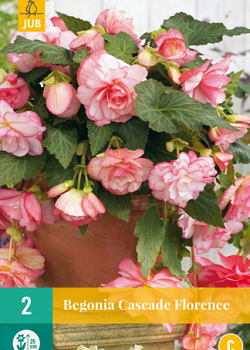 X 2 BEGONIA CASCADE FLORENCE 5/6