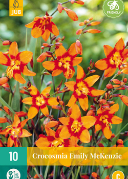 X 10 CROCOSMIA EMILY MCKENZIE  6/+