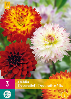 X 3 DAHLIA DECORATIEF MIX I