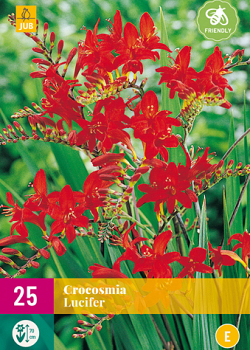 X 25 CROCOSMIA LUCIFER 8/10