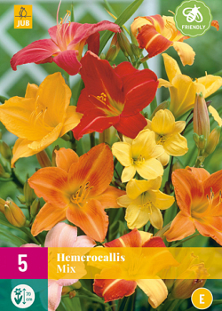 X 5 HEMEROCALLIS MIX I