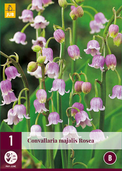 X 1 CONVALLARIA MAJALIS ROSEA I