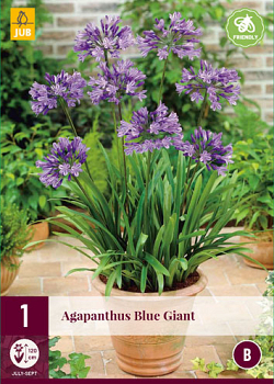 X 1 AGAPANTHUS BLUE GIANT 1/2