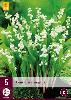 X 5 CONVALLARIA MAJALIS  plg.