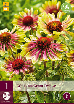 X 1 ECHINACEA GREEN TWISTER I