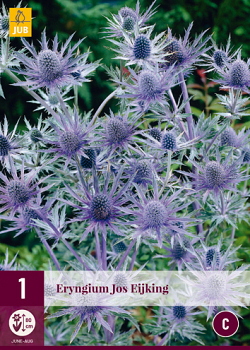 X 1 ERYNGIUM JOS EIJKING I