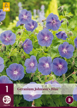 X 1 GERANIUM JOHNSONS BLUE I