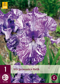 X 1 IRIS GERMANICA BATIK I