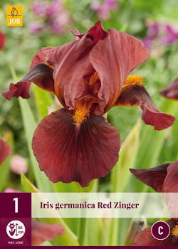X 1 IRIS GERMANICA RED ZINGER I