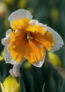 X 100 NARCISSUS ORANGERY 12/14