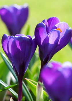 X 250 CROCUS FLOWER RECORD 8/9