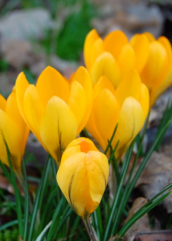 X 100 CROCUS GOLDEN YELLOW 8/9