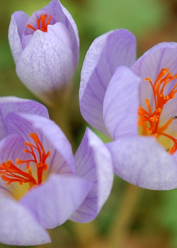 X 100 CROCUS SPECIOSUS CONQUEROR 5/+