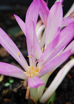 X   10 COLCHICUM CILICICUM 20/+