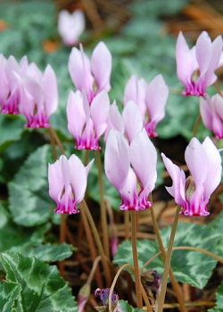 X   25 CYCLAMEN HEDERIFOLIUM (NEAP.) 13/15