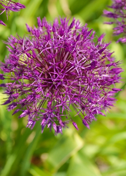 X 100 ALLIUM PURPLE RAIN 12/14