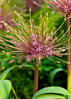 X   25 ALLIUM SCHUBERTII 12/14