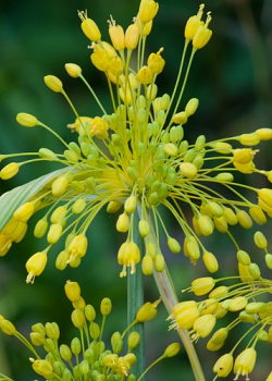 X 100 ALLIUM FLAVUM I