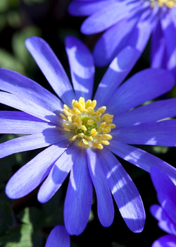 X 100 ANEMONE SPECIES BLANDA BLUE SHADES 5/+