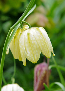 X 100 FRITILLARIA MELEAGRIS ALBA 5/+