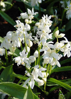 X 250 SCILLA SIBERICA ALBA 7/8