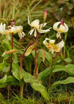 X   50 ERYTHRONIUM REVOLUTUM WHITE BEAUTY I