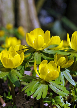 X 250 ERANTHIS CILICICA 4/5