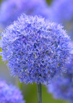 X 100 ALLIUM CAERULEUM (AZUREUM) 5/+