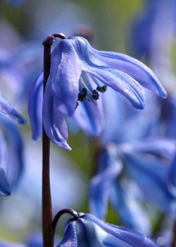 X 100 SCILLA SIBERICA SPRING BEAUTY 8/9