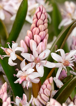 X 100 SCILLA BIFOLIA ROSEA 5/+