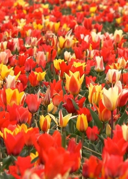 X 100 TULIPA PEACOCK MIX 11/12