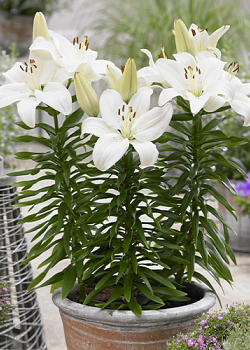 X 50 LILIUM GWEN 14/16