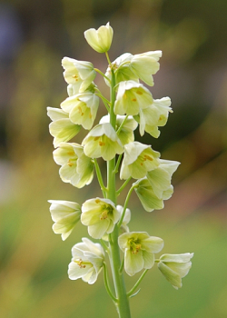 X   25 FRITILLARIA PERSICA IVORY BELLS 20/+