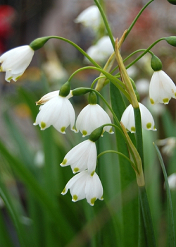 X 100 LEUCOJUM AESTIVUM GRAVETYE GIANT 12/14