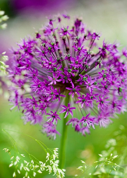 X 100 ALLIUM PURPLE SENSATION 12/14