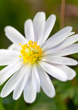 X 100 ANEMONE SPECIES BLANDA WHITE SPLENDOUR 5/7