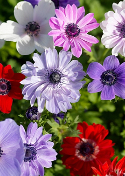 X 100 ANEMONE CORONARIA ST. BRIGID GEMENGD 5/6