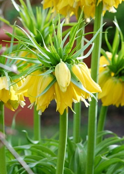 X   25 FRITILLARIA IMP. MAXIMA LUTEA 24/+